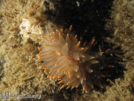 Photo of Antiopella fusca